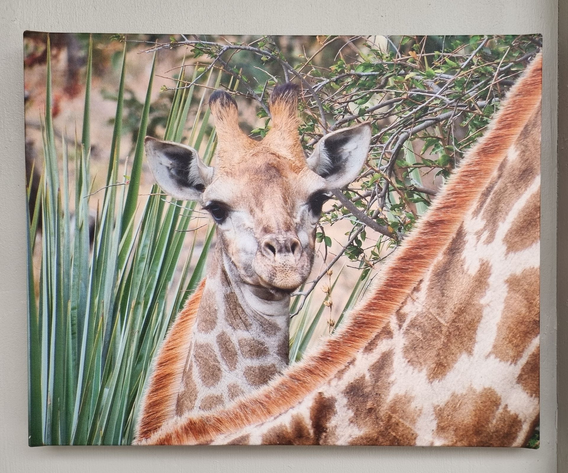Baby Giraffe 