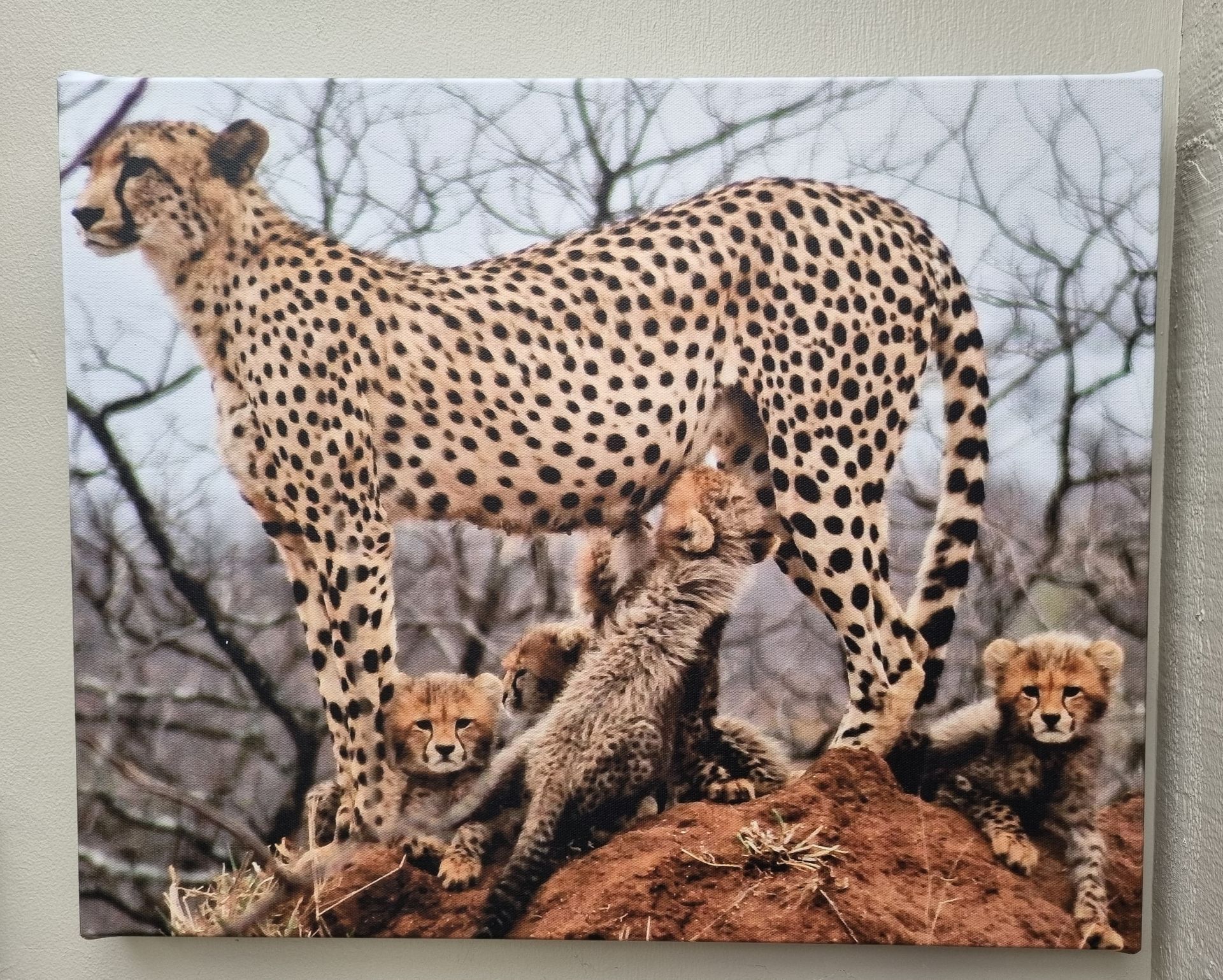 Cheetah Family
