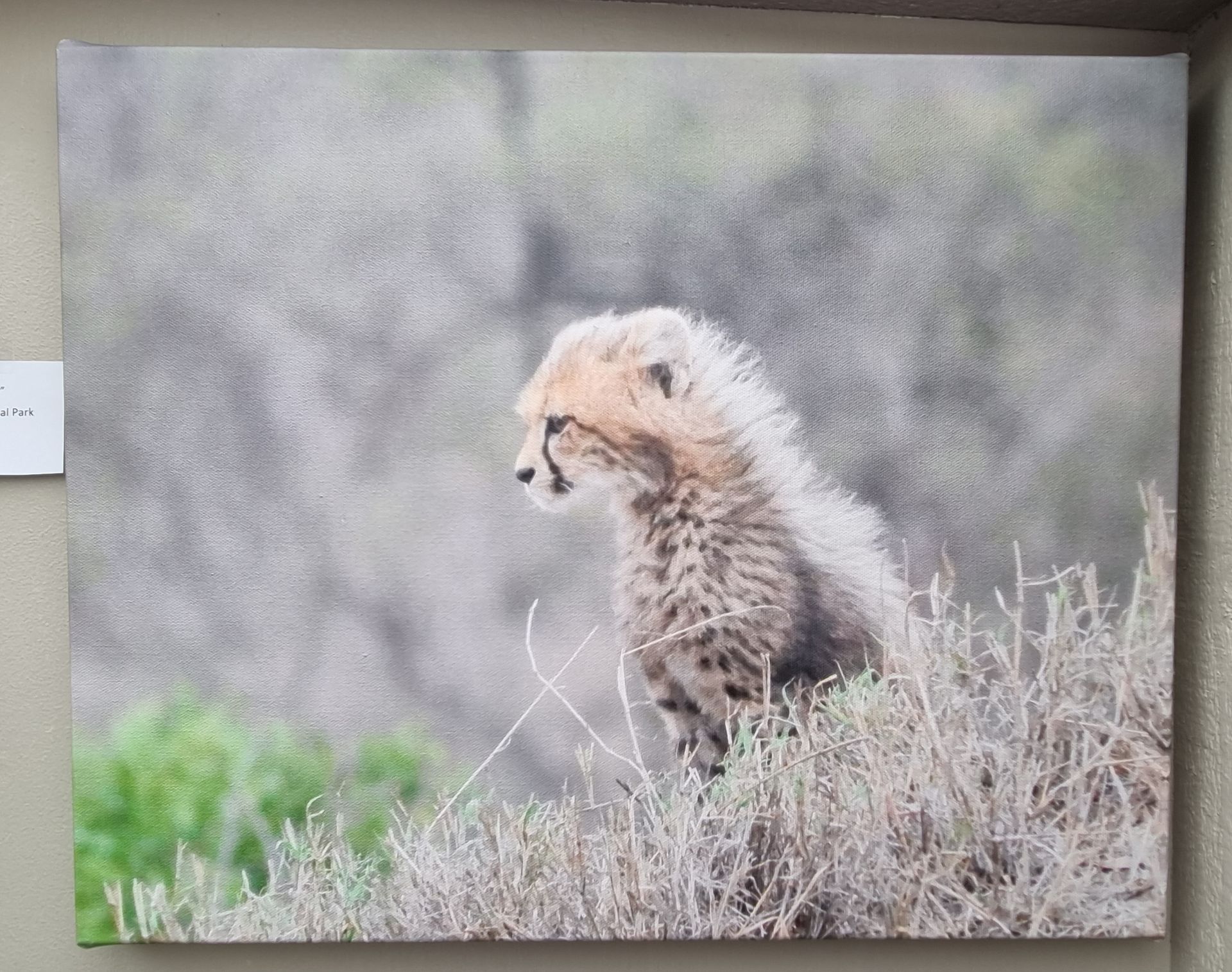 Cheetah Cub
