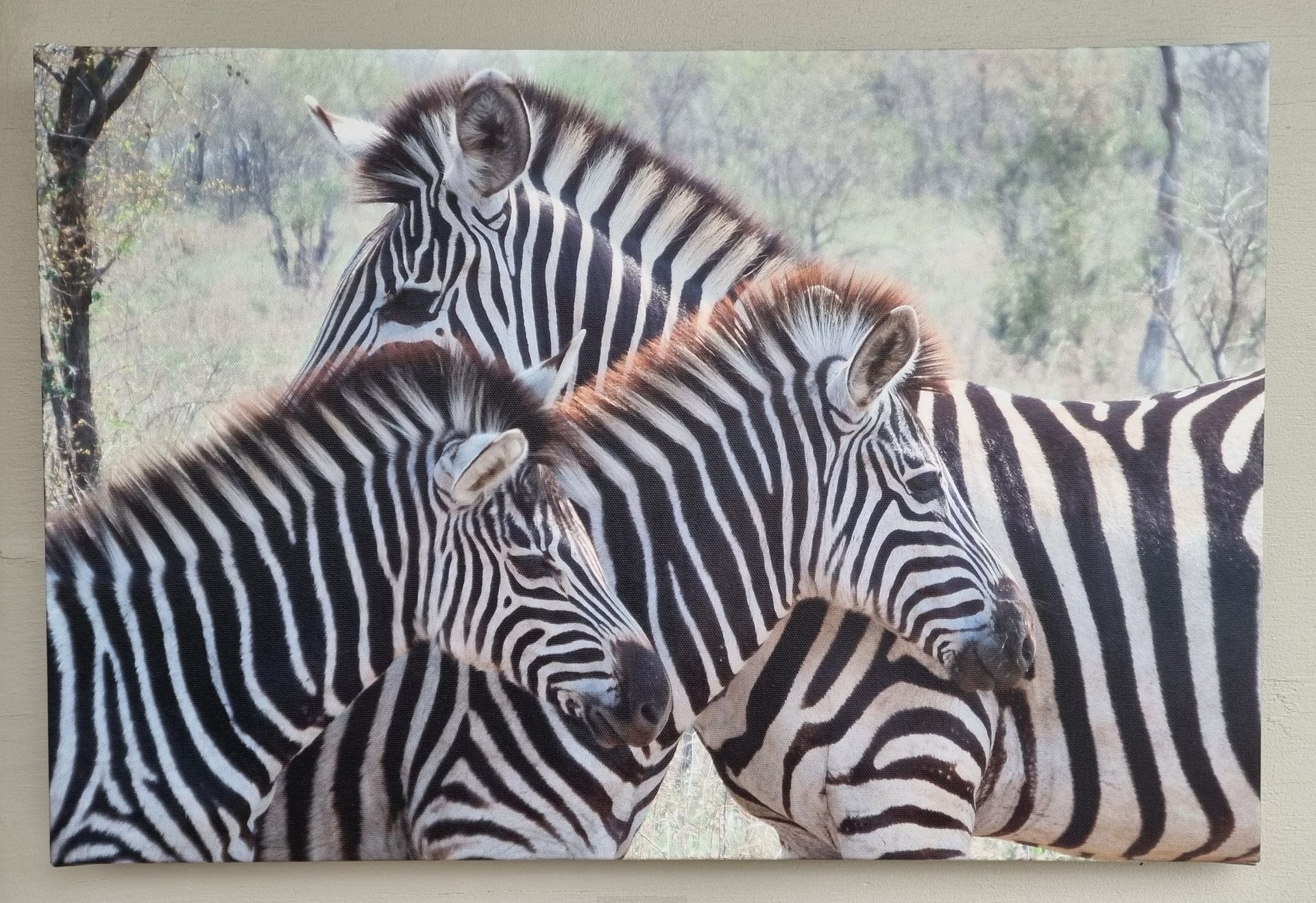 Zebra family