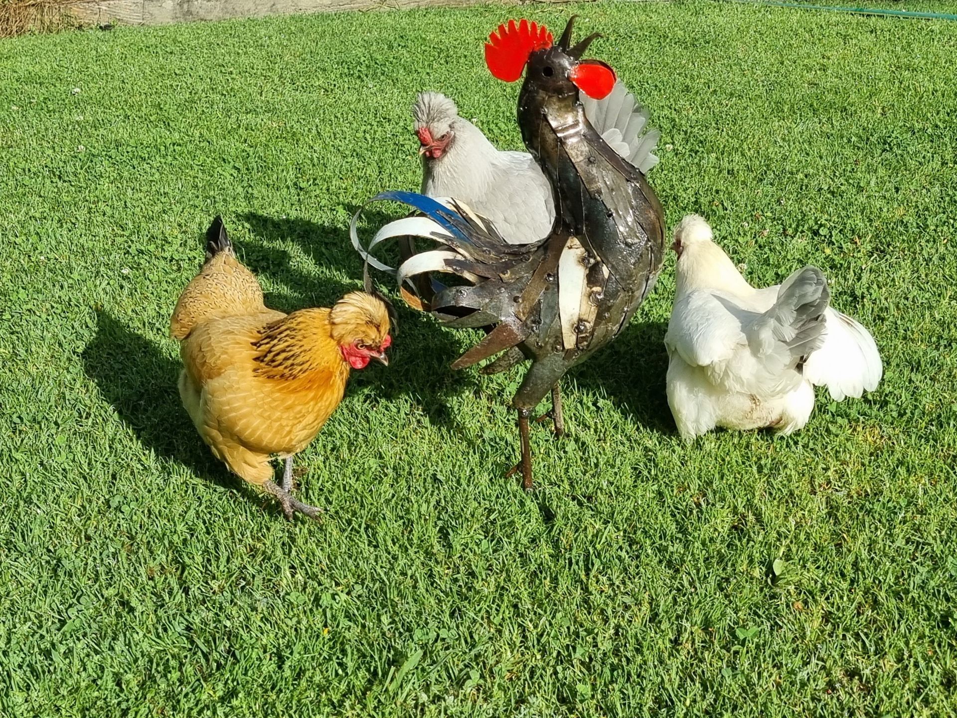 Roosters