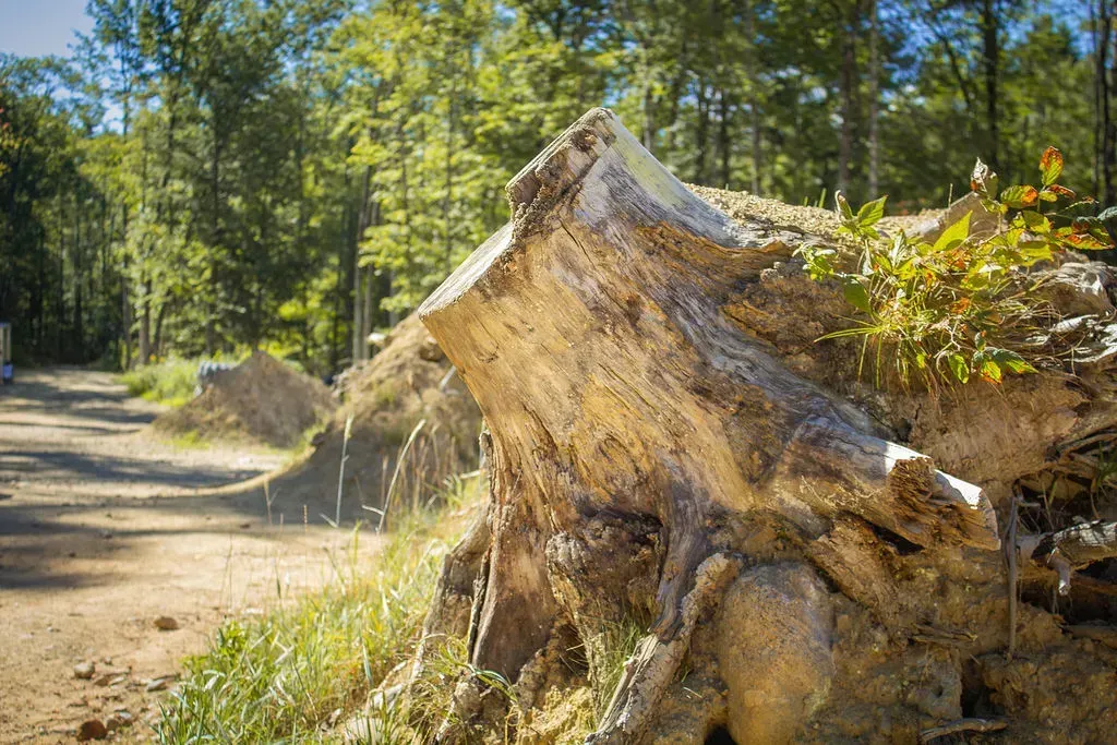 Paintball course in a forest with wooden structures and obstacles.