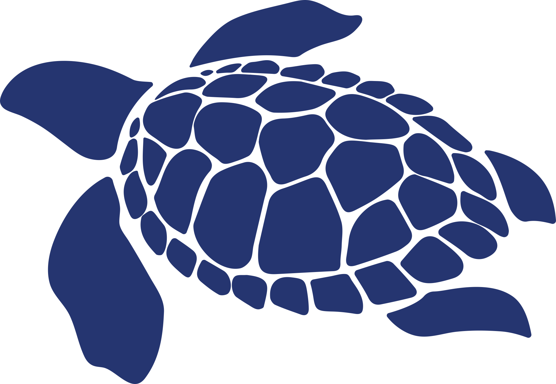 sea turtle
