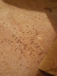 Bed bugs on fabric — Nashville, TN — State-Line Exterminating Bed bugs on fabric — Nashville, TN — State-Line Exterminating