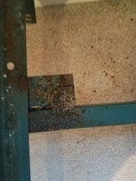 Bed bugs under sofa— Nashville, TN — State-Line Exterminating Bed bugs under sofa— Nashville, TN — State-Line Exterminating