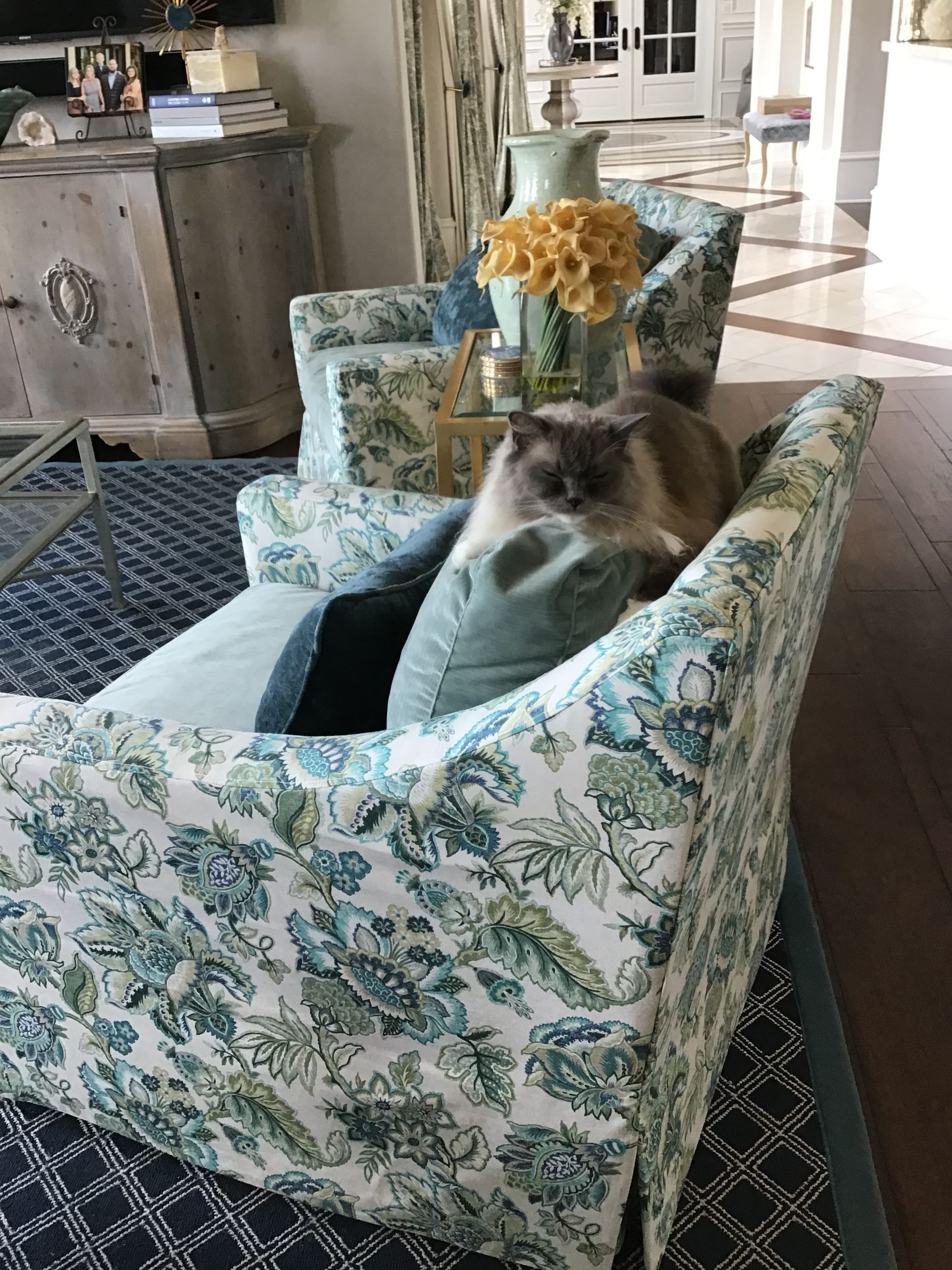 A fluffy cat rests on the back of a blue and white floral-patterned armchair in a sunlit living room.