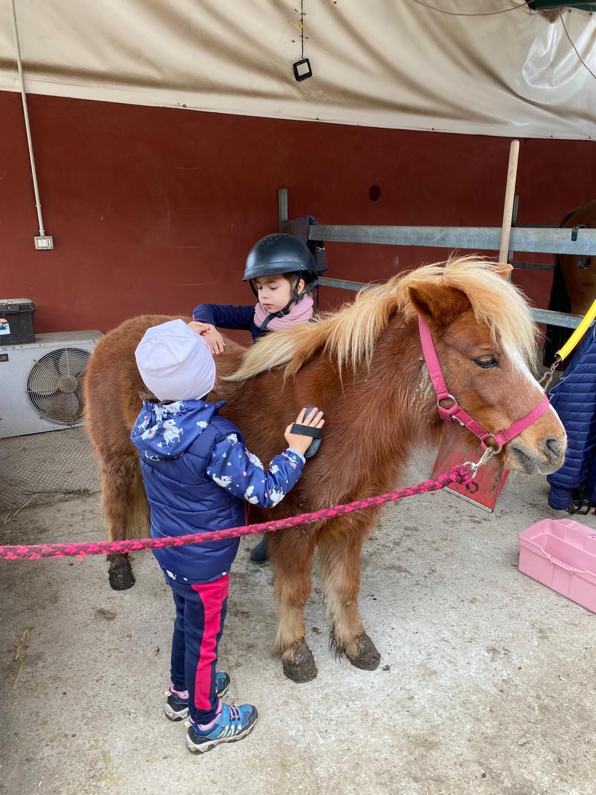 pony per bambini