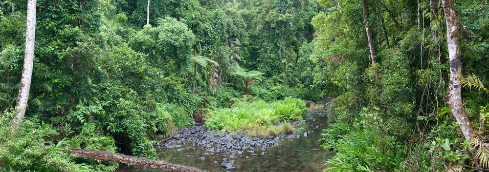 Creek Surrounded by Vegetation — Grid Drilling in Bucca, QLD