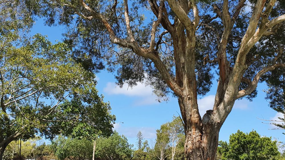 Trees Against the Sky — Grid Drilling in Bucca, QLD
