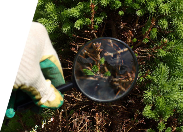 A certified arborist holding a magnifying glass inspecting tree leaves