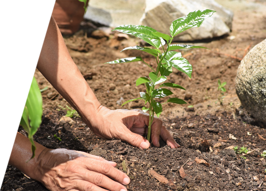 A certified arborist planting a tree