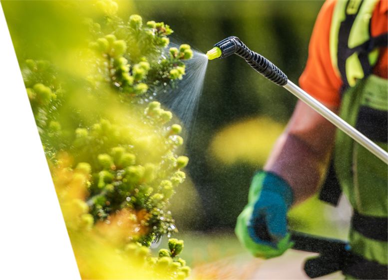 A certified arborist treating trees with insecticide