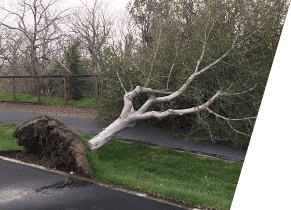 A fallen tree in a residential area street