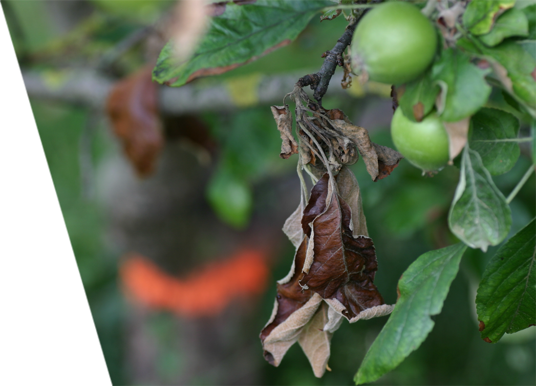 A fruit tree with fire blight disease manifesting in its leaves