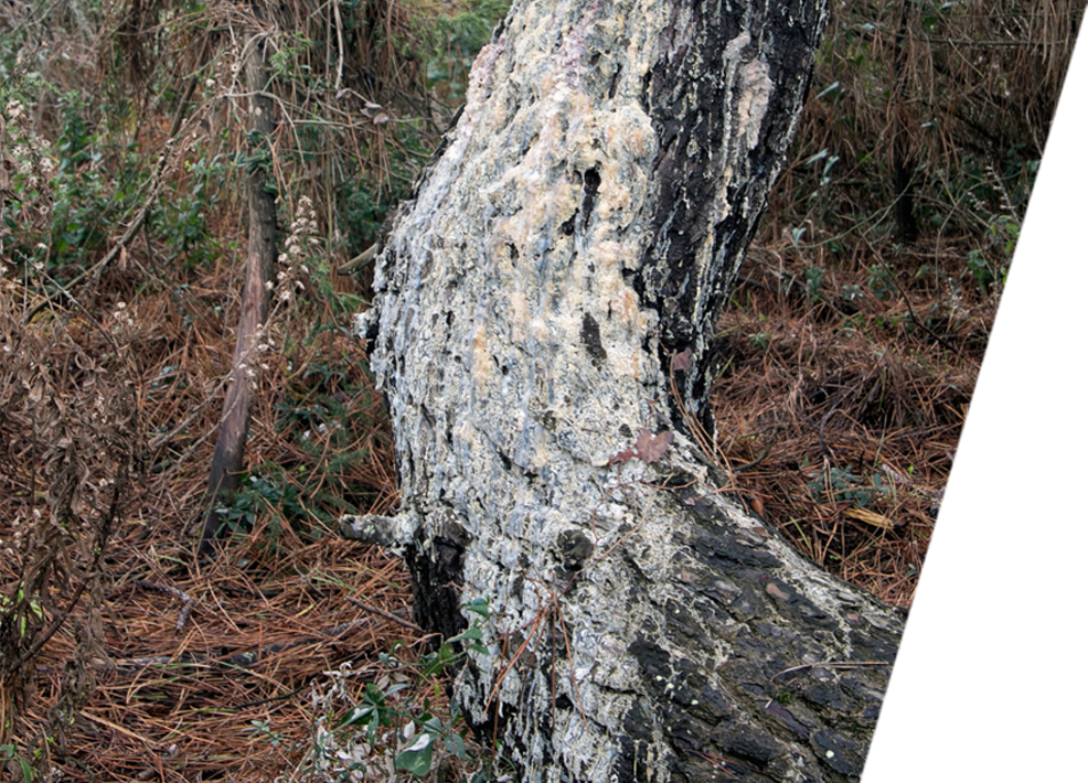 A tree in bad condition in need of treatment