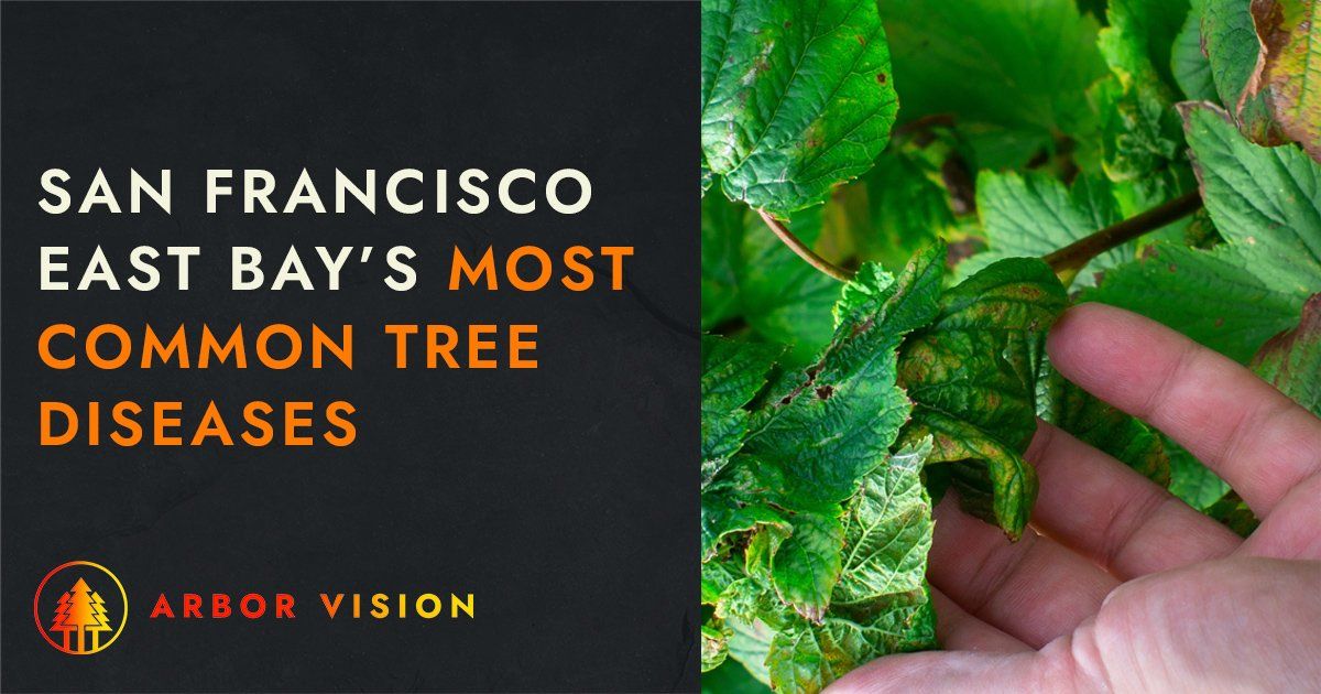 An ISA Certified Arborist inspecting tree leaves with disease