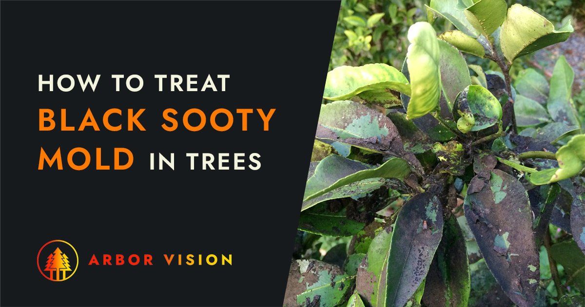 Black sooty mold fungus on tree leaves