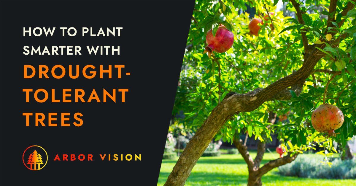 A healthy pomegranate tree bearing fruit