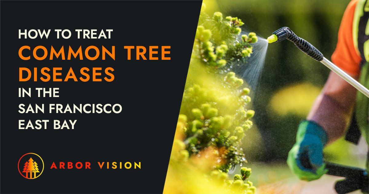 A certified arborist treating trees with insecticide