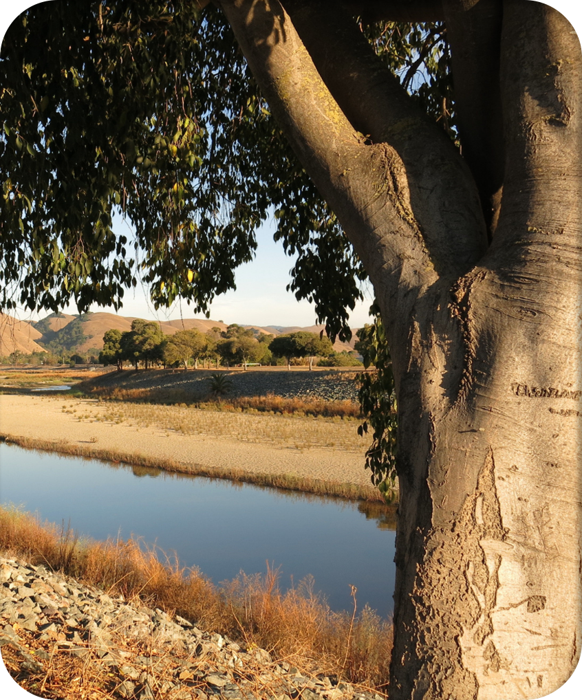 Alameda landscape with healthy trees
