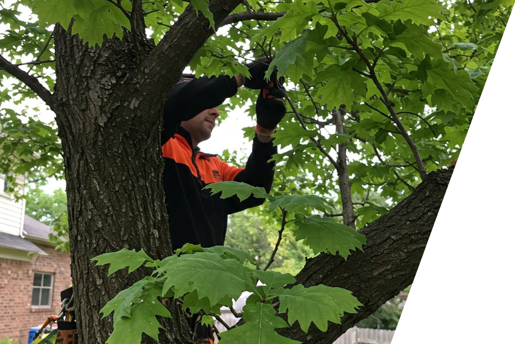 A man in black and orange uniform is doing a tree inspection in the backyard