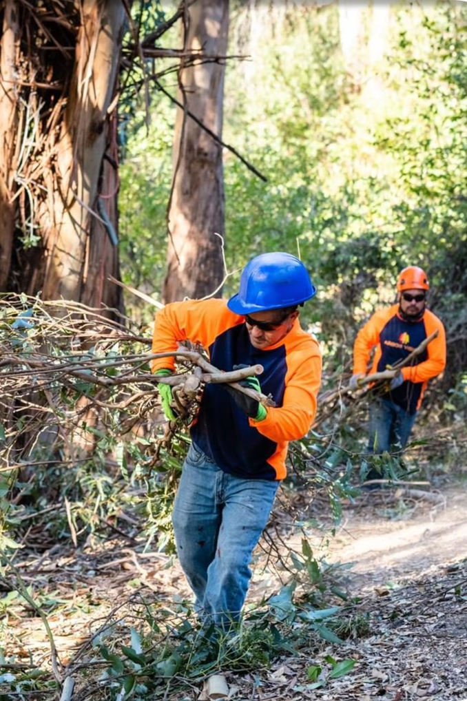 Arbor Vision team member smiling while carrying branches