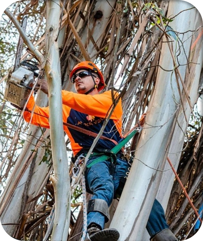 Member of Arbor Vision team wearing safety gear while trimming branches