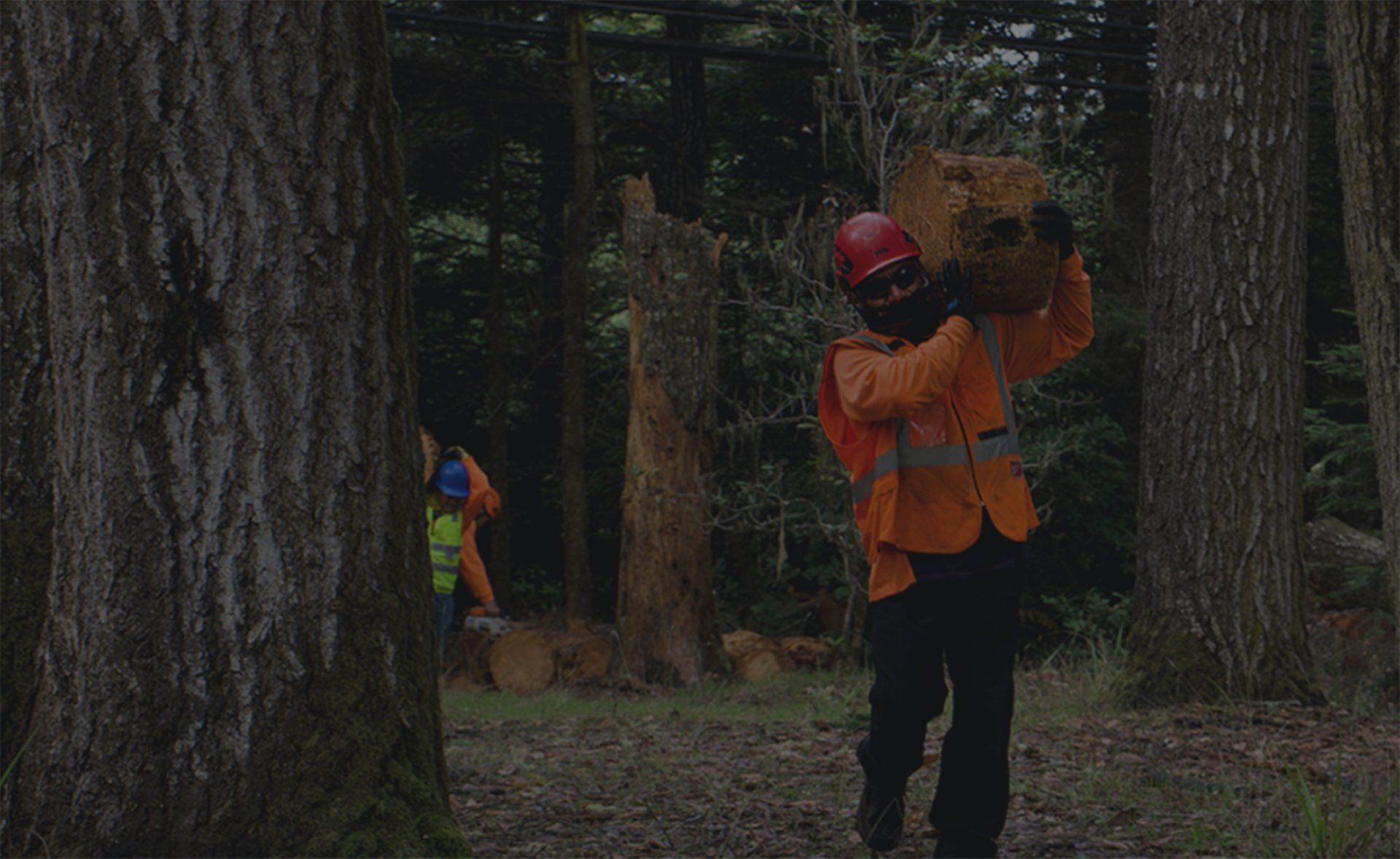Arbor Vision team urgently carrying out fallen tree branches