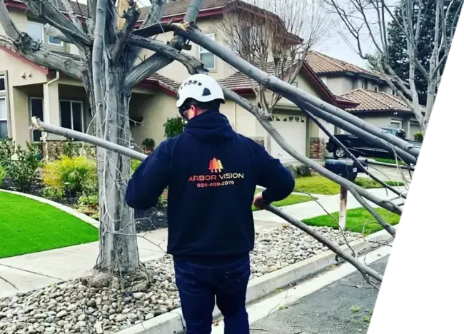 Arborist removing a fallen tree branch from the road