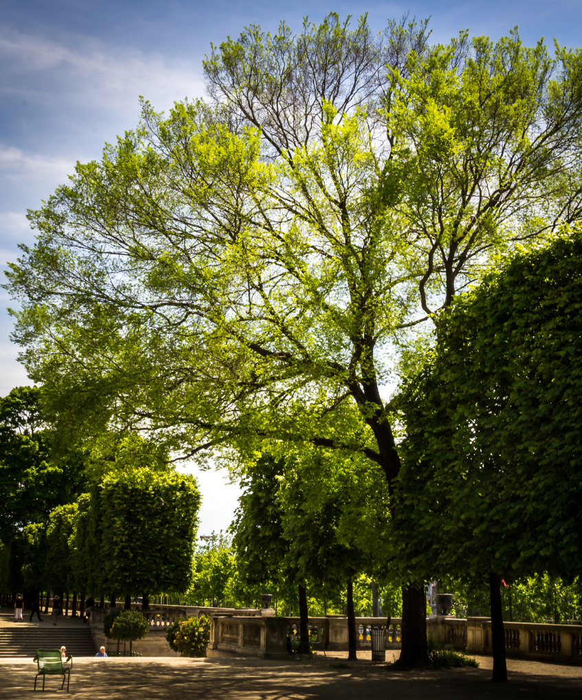 A tree with lots of green leaves in a park