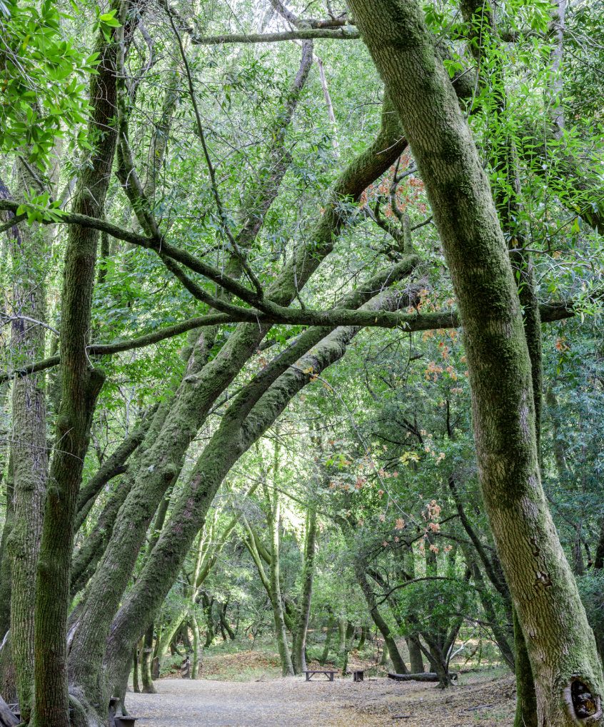 A path in the middle of a forest surrounded by trees.