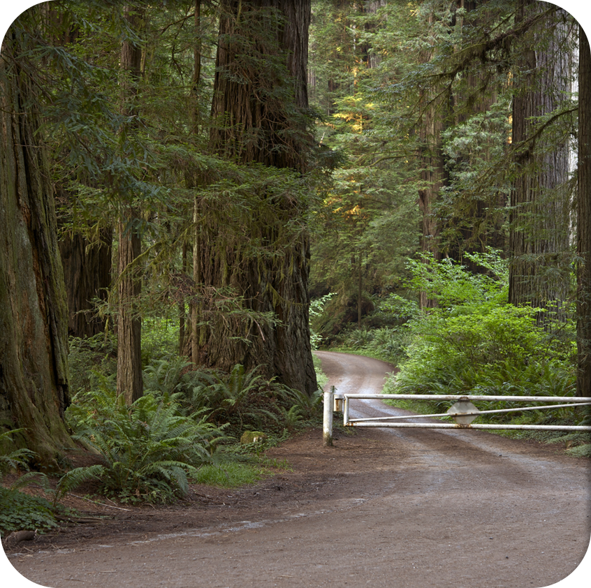 Castro Valley Redwood Road with healthy trees around