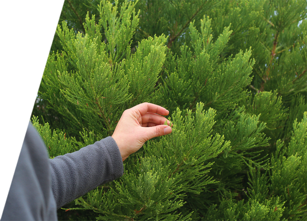 Certified arborist thoroughly checking tree branches
