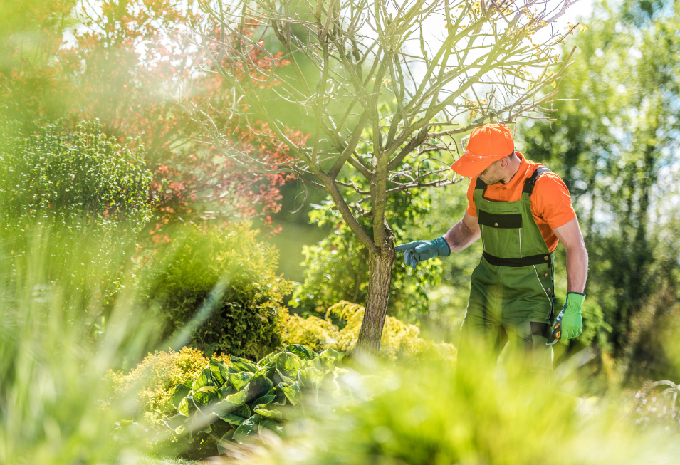 A man is cutting a tree with a chainsaw in a garden.