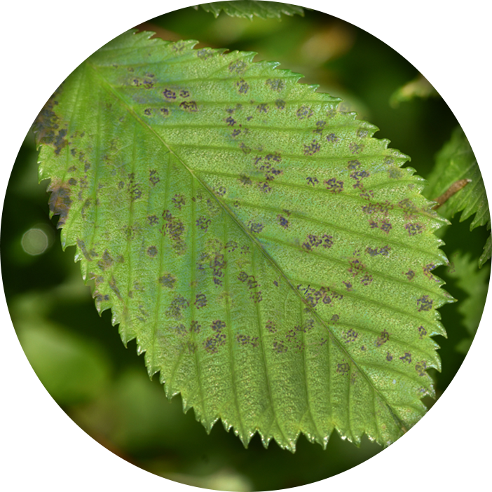 Photo of a Chinese Elm Anthracnose