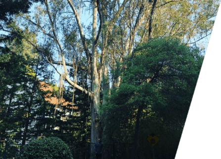 Cluster of Trees that need pruning