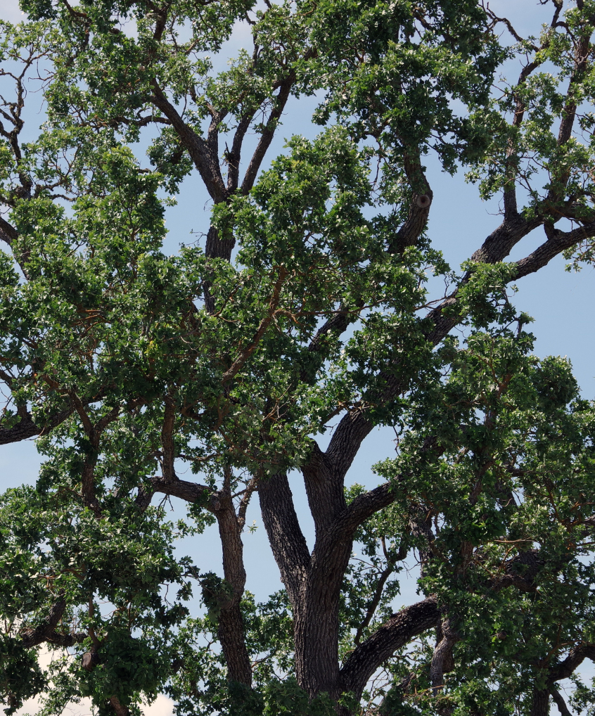 A tree with lots of green leaves against a blue sky