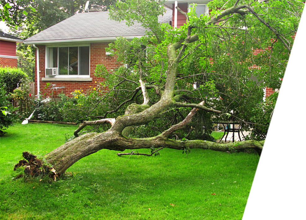 Fallen trees in a residential area