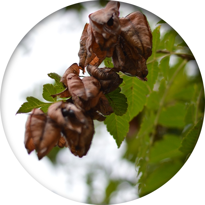 Fire blight on tree leaves