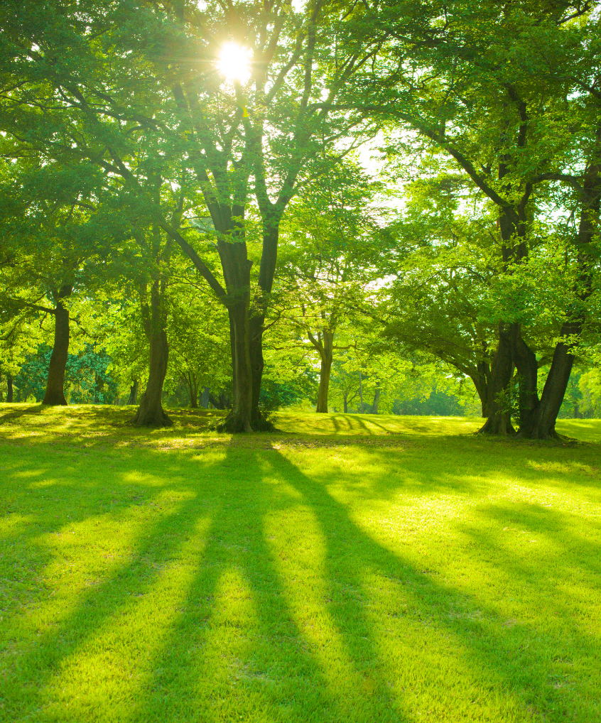 The sun is shining through the trees and casting shadows on the grass