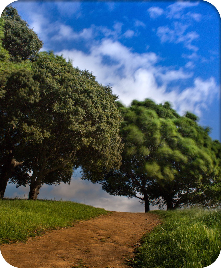 Healthy trees on a sunny day at Castro Valley