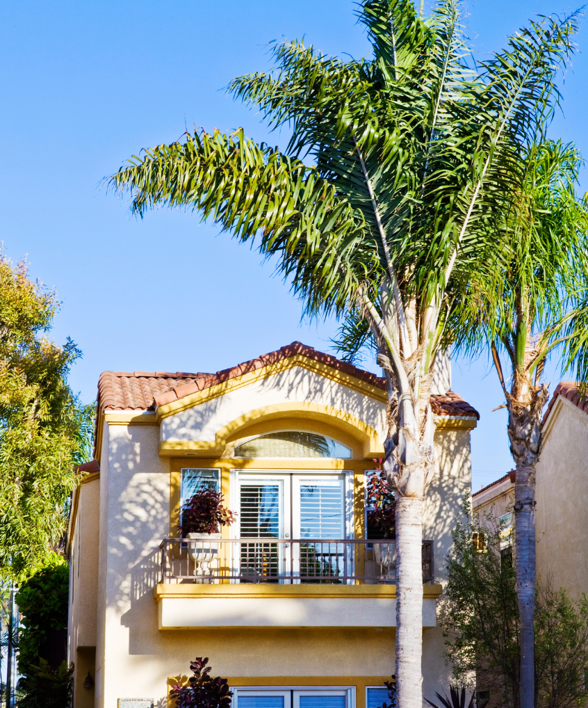 A palm tree in front of house