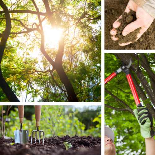 Collage of tree sunlight, soil testing, measuring tools, and tree pruning.
