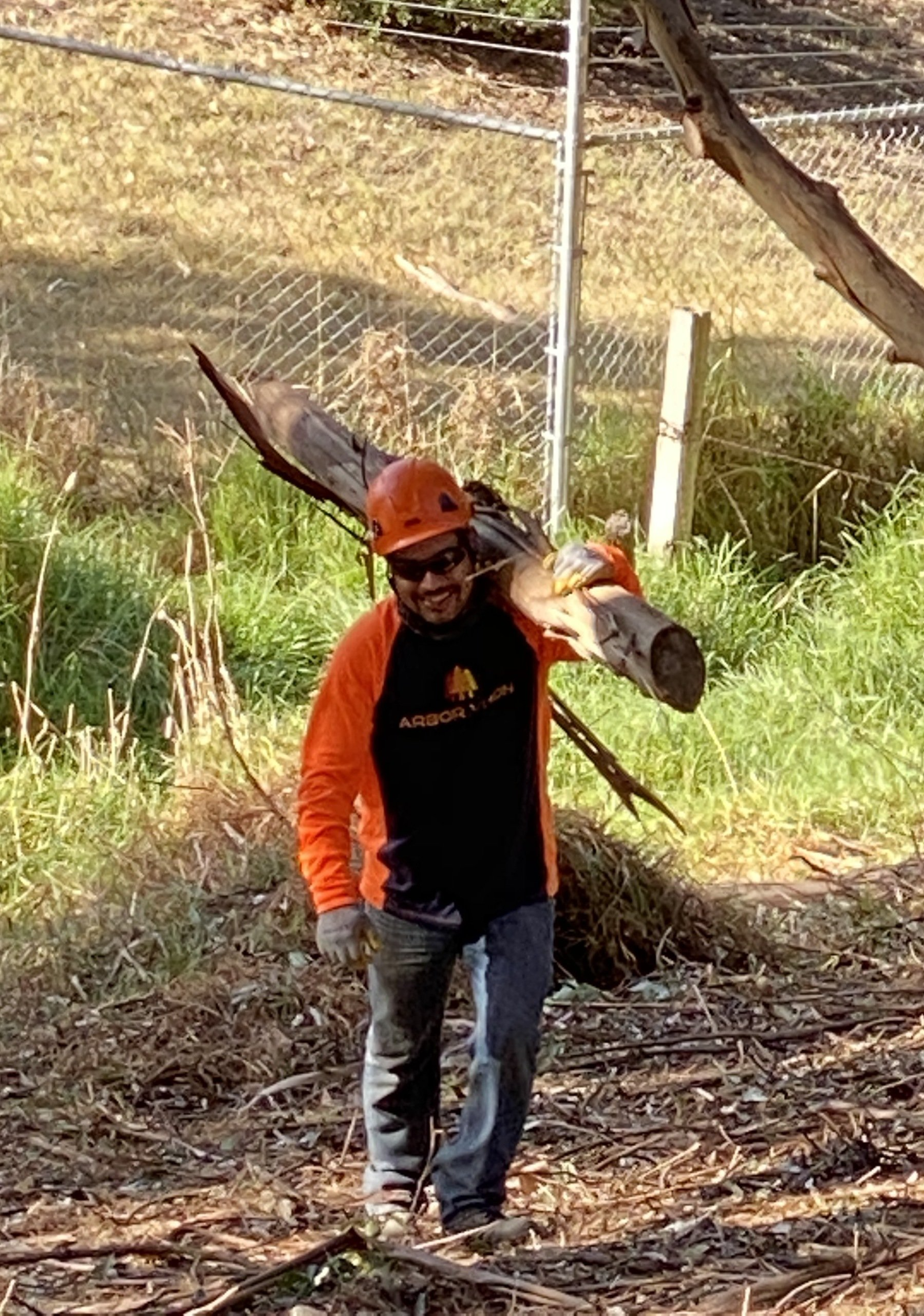 Arbor Vision team member carrying tree branches for post-cutting clean up