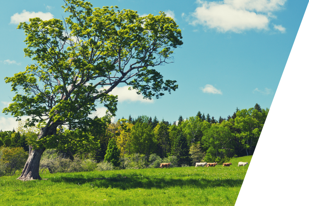 A tree leaning in a grassy field with cows in the background.