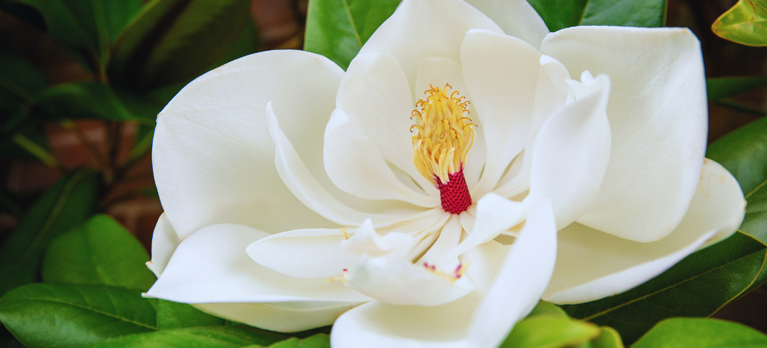 Close-up of a large white magnolia flower with a pink center surrounded by dark green leaves.