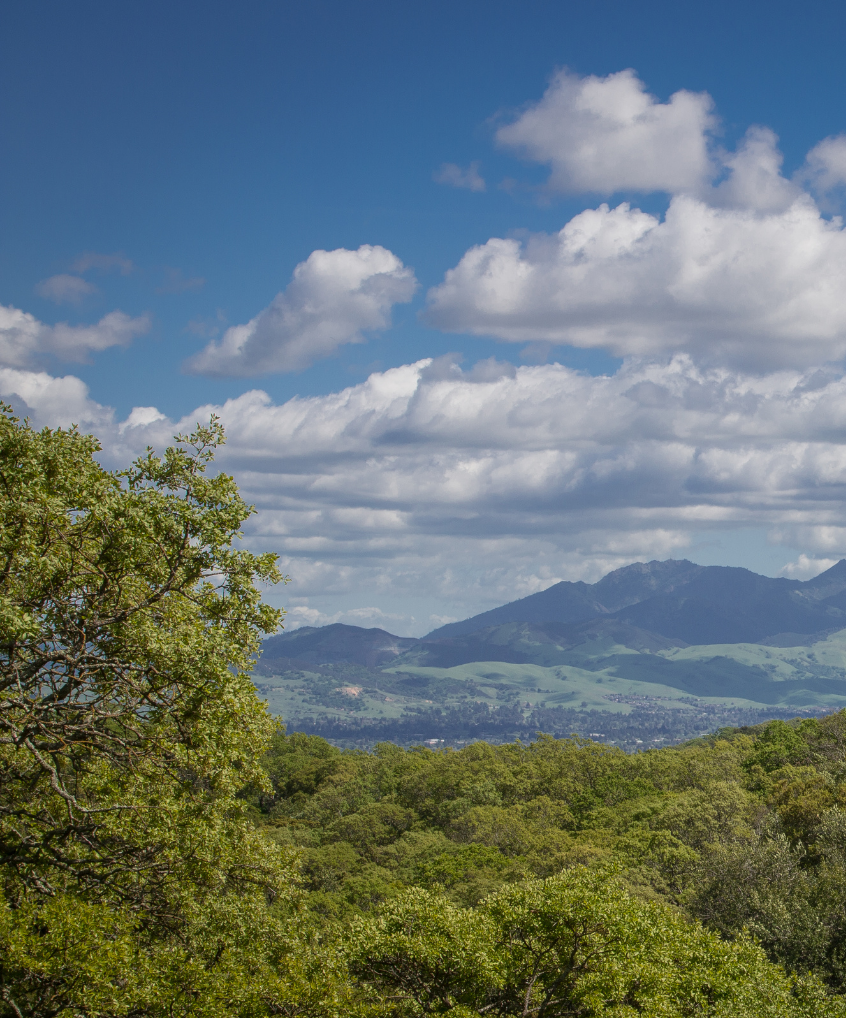 view of Mount Diablo full of Lush grass grows and healthy trees