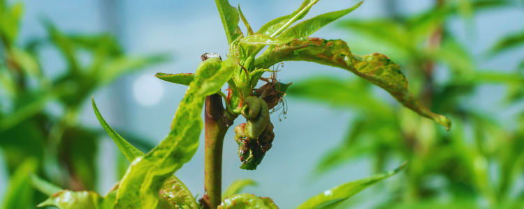 Close-up of a peach tree branch showing leaves affected by peach leaf curl disease.