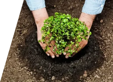 Professional arborist planting a small tree