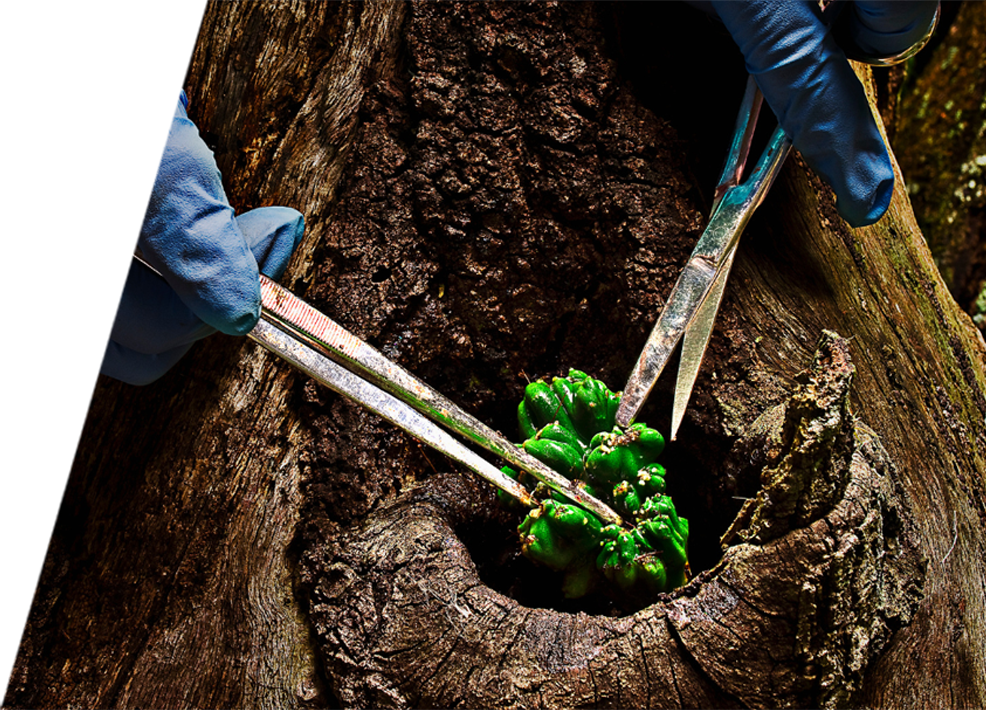 Professional with gloves inspecting tree